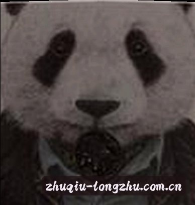 沈琳